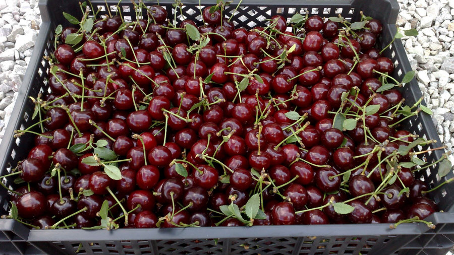 Exportador polaco de frutas, manzanas, peras, ciruelas, cerezas, mayorista Polonia 01