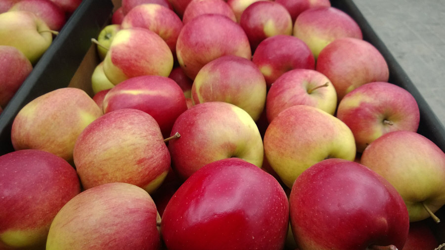 Exportador polaco de frutas, manzanas, peras, ciruelas, cerezas, mayorista Polonia 02