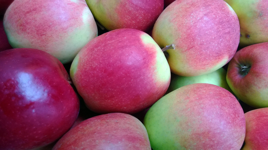 Exportador polaco de frutas, manzanas, peras, ciruelas, cerezas, mayorista Polonia 01