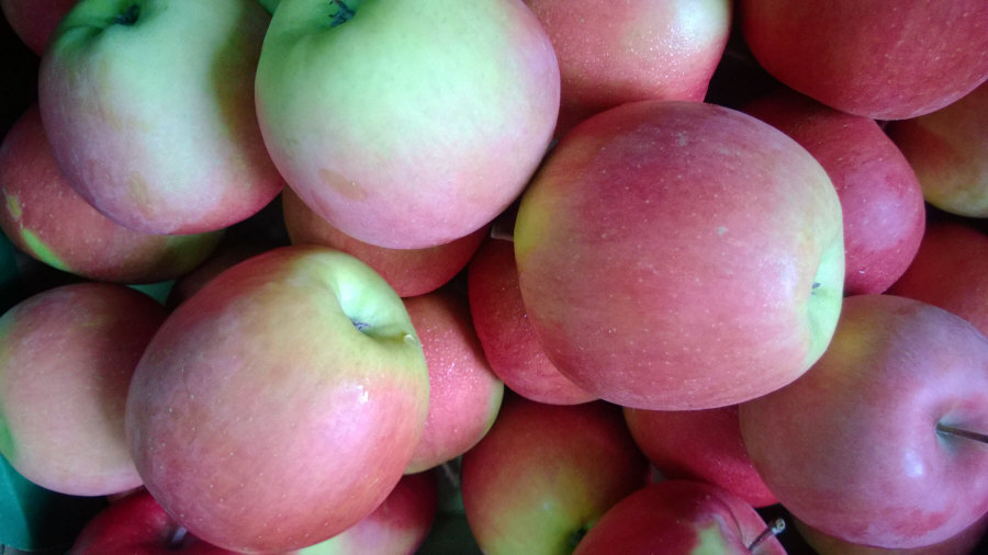 Exportador polaco de frutas, manzanas, peras, ciruelas, cerezas, mayorista Polonia 02