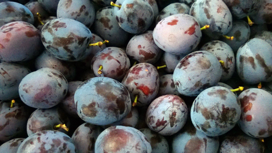 Exportador polaco de frutas, manzanas, peras, ciruelas, cerezas, mayorista Polonia 02