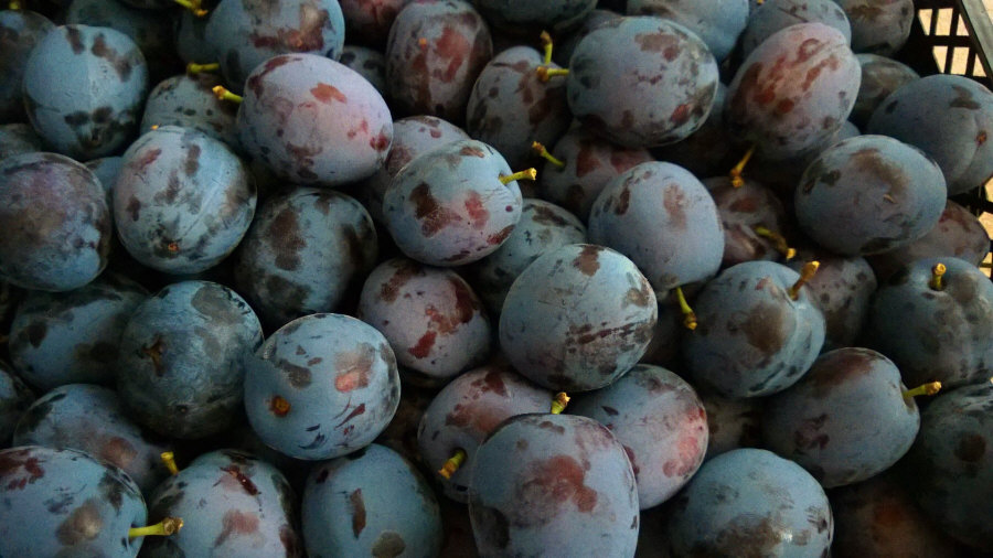 Exportador polaco de frutas, manzanas, peras, ciruelas, cerezas, mayorista Polonia 01