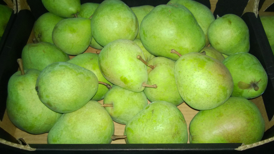 Exportador polaco de frutas, manzanas, peras, ciruelas, cerezas, mayorista Polonia 01